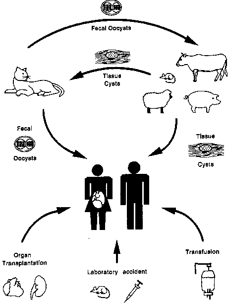 Toxoplasmosis Life Cycle