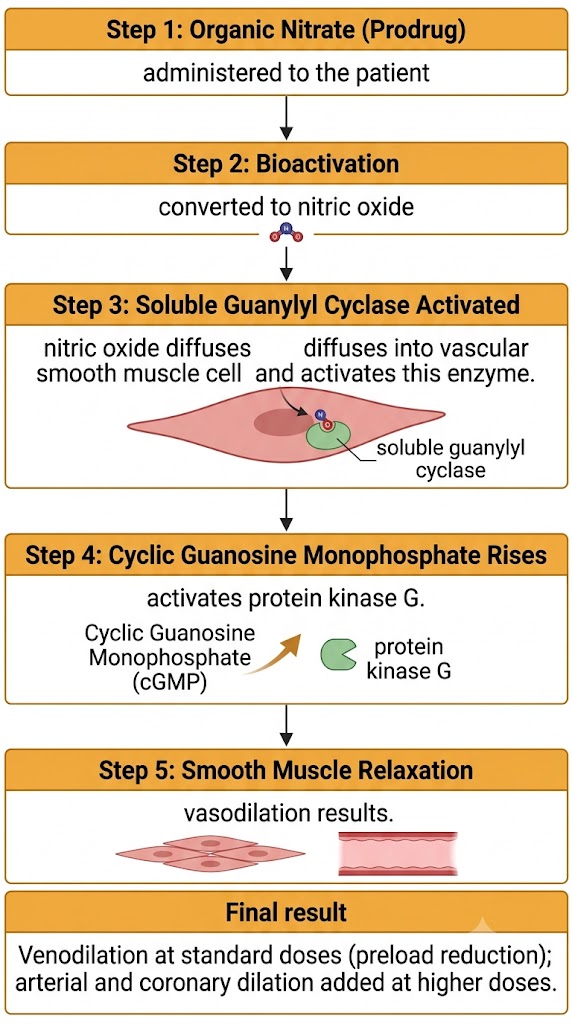 A flow diagram showing how organic nitrates are bioactivated to nitric oxide, which activates soluble guanylyl cyclase, raises cyclic guanosine monophosphate, and produces vascular smooth muscle relaxation.