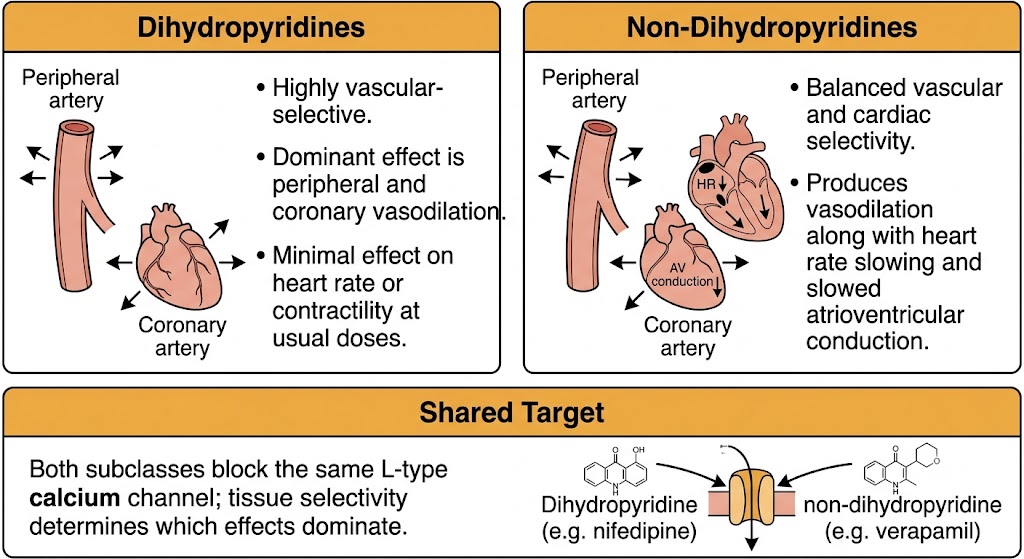 A two-panel diagram comparing dihydropyridine calcium channel blockers, which are vascular-selective, against non-dihydropyridines, which have balanced vascular and cardiac effects, both acting on the same L-type calcium channel.