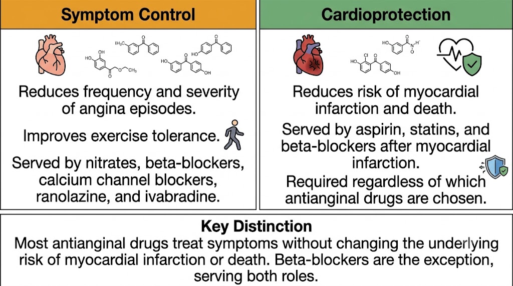 A two-panel diagram contrasting symptom control, served by nitrates, beta-blockers, calcium channel blockers, ranolazine, and ivabradine, against cardioprotection, served by aspirin, statins, and beta-blockers after myocardial infarction.