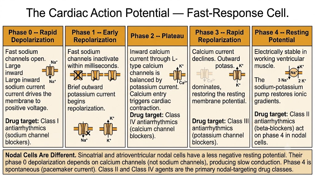 Diagram of the five phases of the cardiac action potential in a fast-response ventricular muscle cell, showing the ion movements responsible for each phase and the Vaughan Williams drug classes that act at each phase, with a note box describing how nodal cells differ.