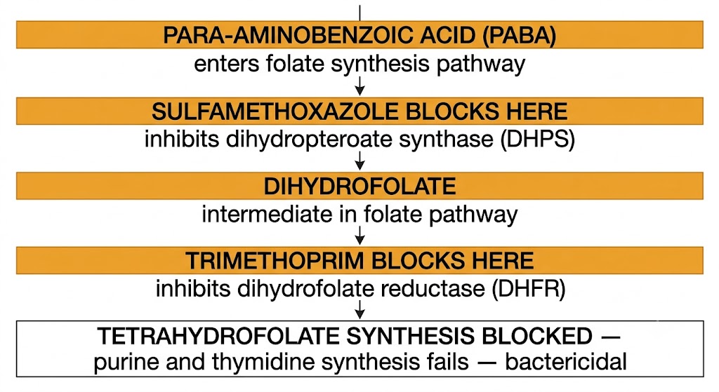 Flow diagram showing trimethoprim-sulfamethoxazole sequential folate blockade: PABA enters pathway, sulfamethoxazole blocks dihydropteroate synthase, dihydrofolate accumulates, trimethoprim blocks dihydrofolate reductase, resulting in tetrahydrofolate synthesis blocked and bactericidal effect.