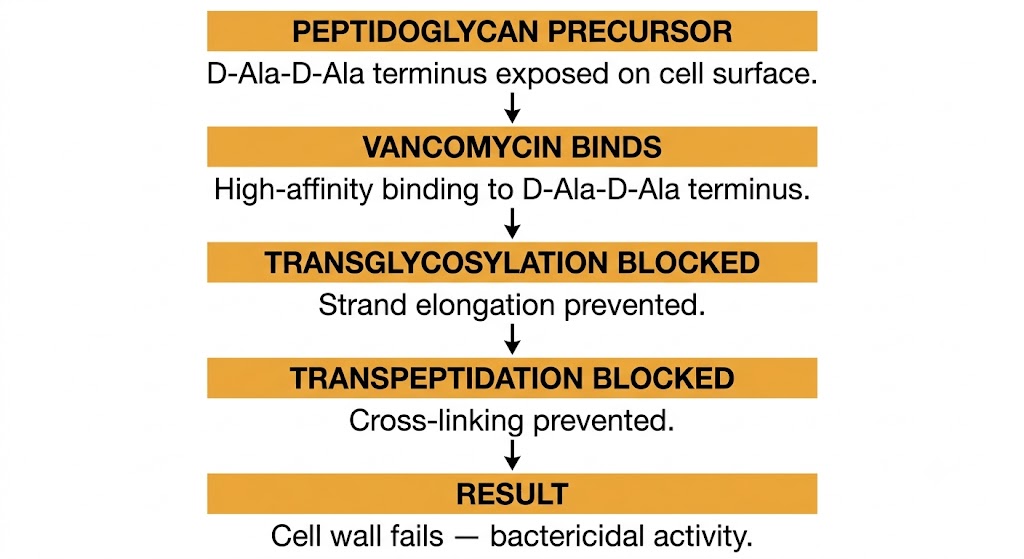 Five-step flow diagram showing vancomycin mechanism: peptidoglycan precursor exposes D-Ala-D-Ala terminus; vancomycin binds; transglycosylation blocked; transpeptidation blocked; cell wall fails — bactericidal activity.