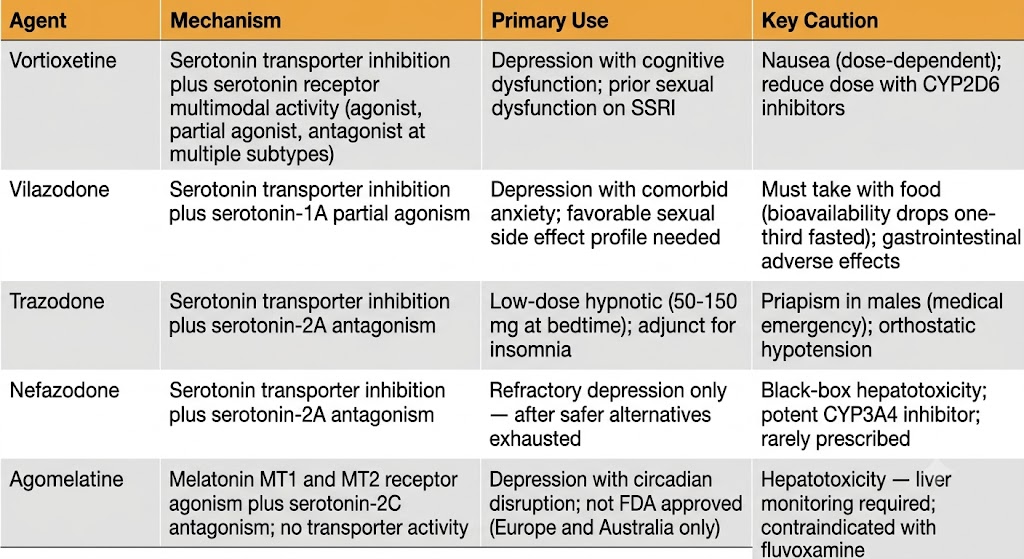 Comparison table of five newer antidepressants — vortioxetine, vilazodone, trazodone, nefazodone, and agomelatine — organized by mechanism, primary clinical use, and key caution.