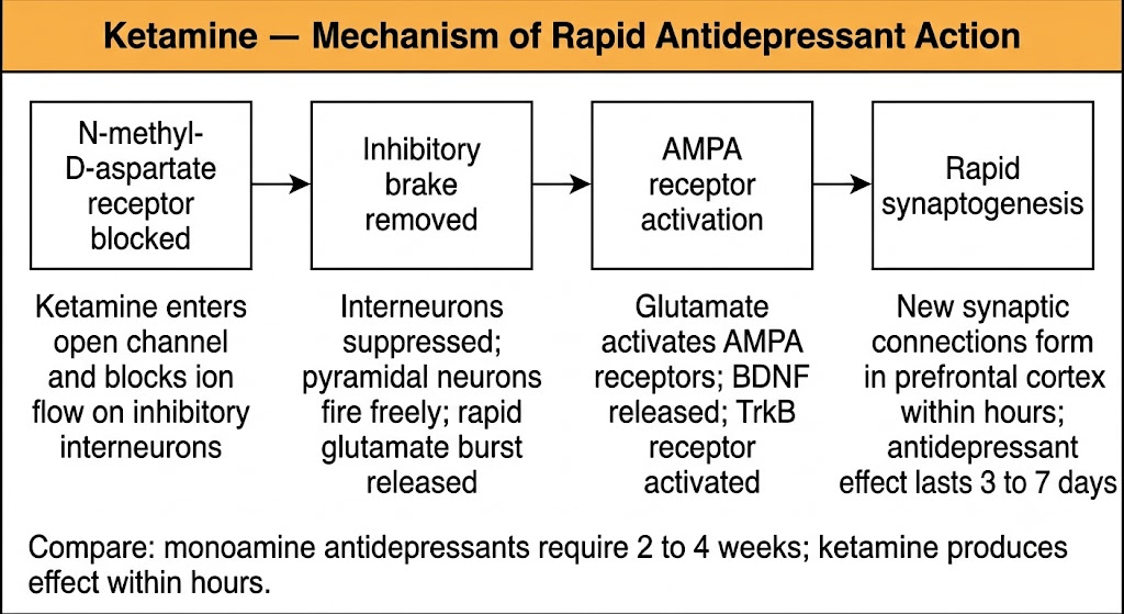 Four-box flow diagram showing the ketamine mechanism of rapid antidepressant action: N-methyl-D-aspartate receptor blockade on inhibitory interneurons leads to glutamate burst, which activates AMPA receptors and releases BDNF, driving rapid synaptogenesis in prefrontal cortex within hours.