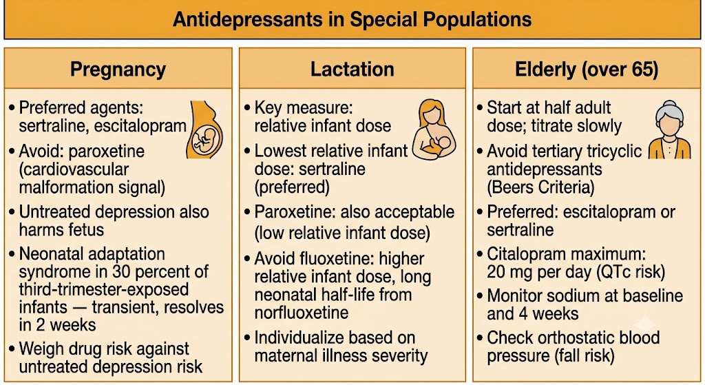 Three-panel summary of antidepressant prescribing in special populations: pregnancy (preferred agents sertraline and escitalopram, avoid paroxetine, neonatal adaptation syndrome), lactation (sertraline lowest relative infant dose, avoid fluoxetine), and elderly over 65 (start low, avoid tertiary tricyclics, monitor sodium and orthostatic blood pressure).