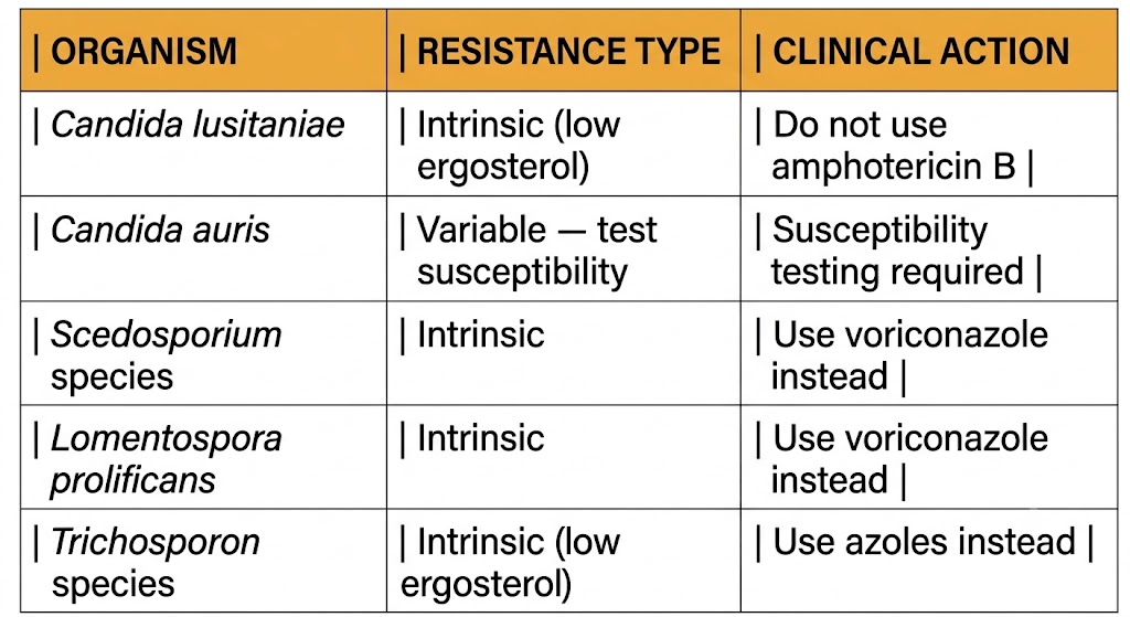 Reference table listing five fungal organisms with intrinsic or variable amphotericin B resistance: Candida lusitaniae (intrinsic, low ergosterol — do not use amphotericin B), Candida auris (variable — test susceptibility), Scedosporium species (intrinsic — use voriconazole), Lomentospora prolificans (intrinsic — use voriconazole), and Trichosporon species (intrinsic, low ergosterol — use azoles).