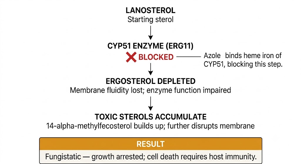 Vertical flow diagram showing the ergosterol biosynthesis pathway: lanosterol at top, followed by the CYP51 enzyme marked as blocked by azole binding to its heme iron, leading to ergosterol depletion and toxic sterol accumulation, with a result box at the bottom stating the effect is fungistatic.