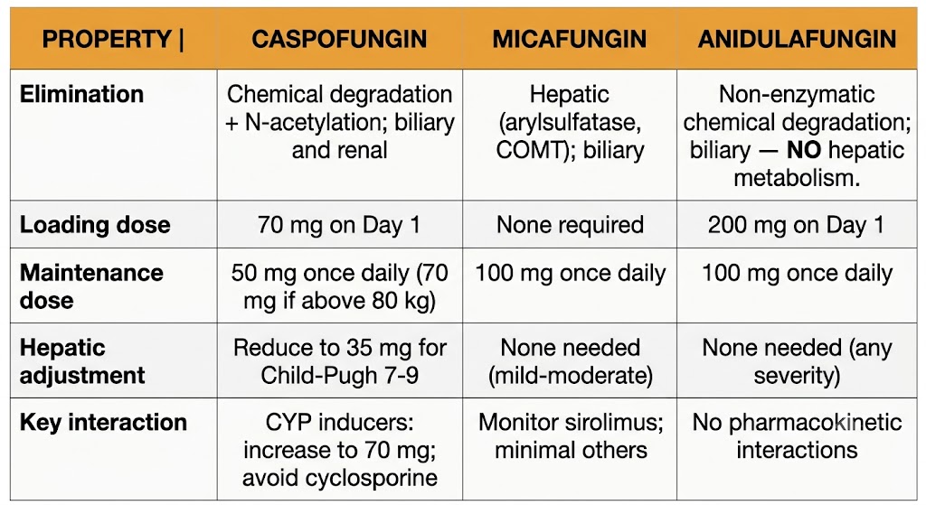 Reference table comparing caspofungin, micafungin, and anidulafungin across five properties: elimination pathway, loading dose, maintenance dose, hepatic dose adjustment, and key drug interaction. Anidulafungin uniquely shows no hepatic metabolism and no pharmacokinetic interactions.