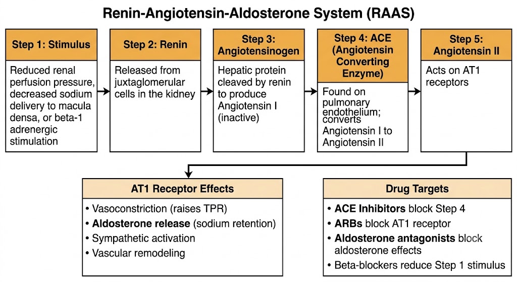 Flow diagram showing the five steps of the renin-angiotensin-aldosterone system pathway, from stimulus through renin, angiotensinogen, angiotensin converting enzyme, and angiotensin II, with downstream AT1 receptor effects and drug target annotations.