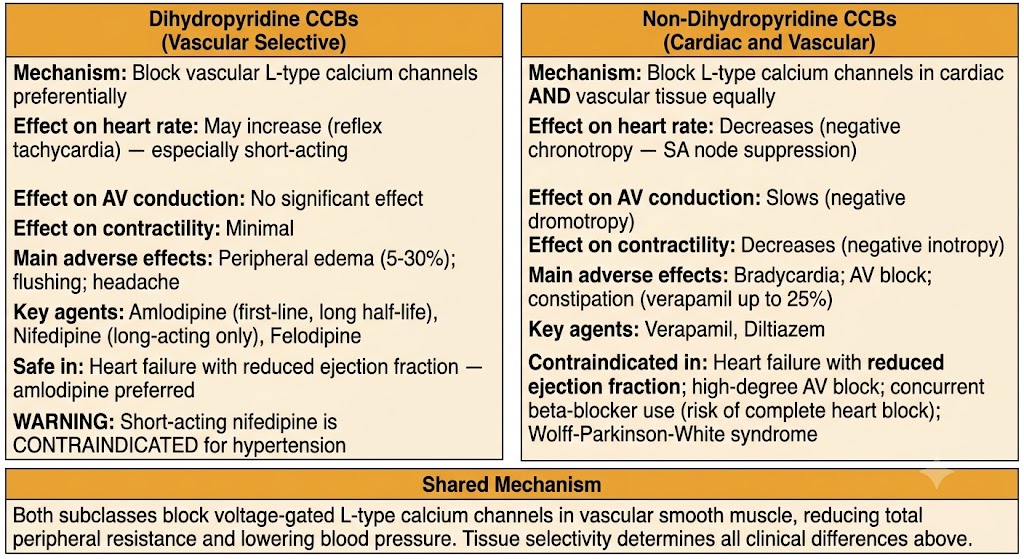 Two-panel comparison of dihydropyridine and non-dihydropyridine calcium channel blockers showing mechanism, heart rate effect, AV conduction, contractility, adverse effects, key agents, and contraindications, with a shared mechanism box below.
