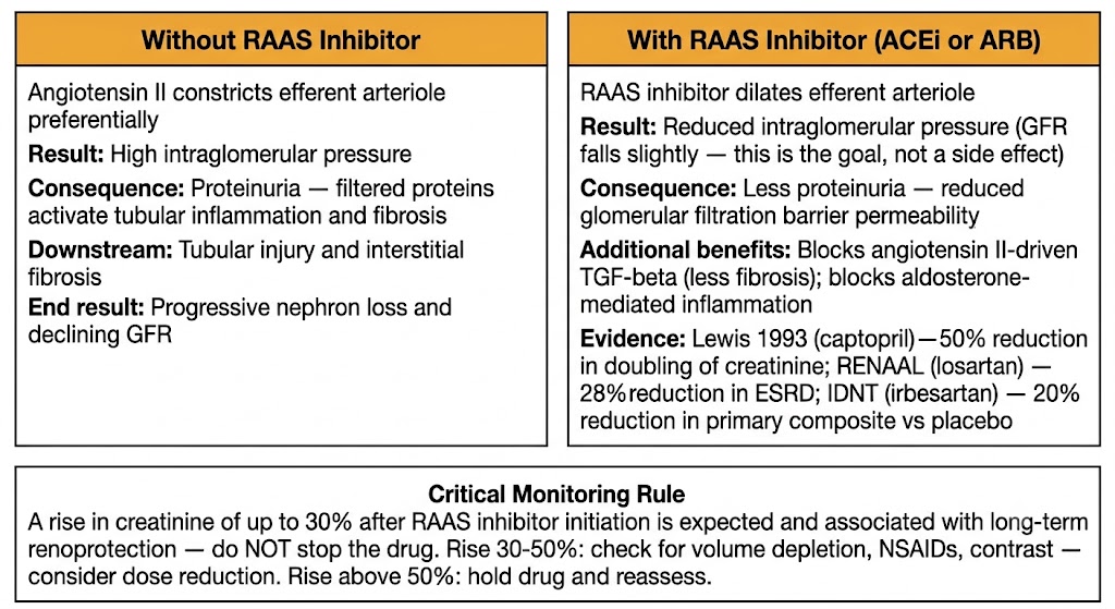 Two-panel diagram comparing kidney glomerular dynamics without versus with RAAS inhibitor, showing efferent arteriole constriction and resulting intraglomerular pressure, proteinuria, and nephron loss without the drug, versus efferent dilation and renoprotective effects with the drug, plus a shared monitoring rule box.