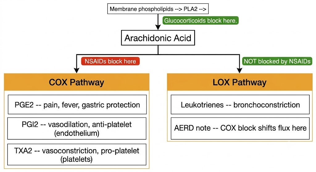 Flow diagram showing the arachidonic acid cascade: membrane phospholipids release arachidonic acid via PLA2 (blocked by glucocorticoids); the COX pathway (blocked by NSAIDs) produces PGE2, PGI2, and TXA2; the LOX pathway (not blocked by NSAIDs) produces leukotrienes including the bronchoconstricting cysteinyl leukotrienes relevant to AERD.