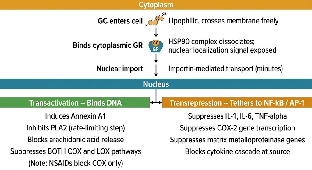 Flow diagram of glucocorticoid receptor activation: GC enters cell and binds cytoplasmic GR causing HSP90 dissociation and nuclear localization signal exposure; importin-mediated nuclear import occurs within minutes; in the nucleus, transactivation via DNA binding induces annexin A1 to inhibit PLA2 and block both COX and LOX pathways; transrepression via tethering to NF-kB and AP-1 suppresses IL-1, IL-6, TNF-alpha, COX-2 gene transcription, and matrix metalloproteinase genes.