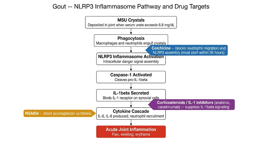 Vertical flow diagram of gout NLRP3 inflammasome pathway: MSU crystals deposited when serum urate exceeds 6.8 mg/dL lead to phagocytosis by macrophages and neutrophils; colchicine blocks neutrophil migration and NLRP3 assembly at this step; NLRP3 inflammasome activates caspase-1 which cleaves pro-IL-1beta to IL-1beta; corticosteroids and IL-1 inhibitors (anakinra, canakinumab) suppress IL-1beta signaling; the cytokine cascade (IL-6, IL-8) drives neutrophil recruitment; NSAIDs block prostaglandin synthesis at the cytokine cascade level; final outcome is acute joint inflammation with pain, swelling, and erythema.