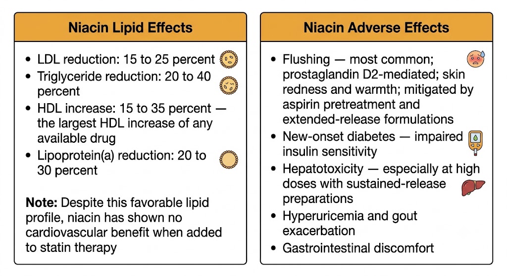 Two-panel diagram showing niacin lipid effects on the left (LDL reduction 15 to 25 percent, triglyceride reduction 20 to 40 percent, HDL increase 15 to 35 percent the largest of any drug, lipoprotein(a) reduction 20 to 30 percent, with note that no cardiovascular benefit has been shown on statin therapy) and niacin adverse effects on the right (flushing via prostaglandin D2 mitigated by aspirin pretreatment, new-onset diabetes, hepatotoxicity at high doses, hyperuricemia and gout, gastrointestinal discomfort).