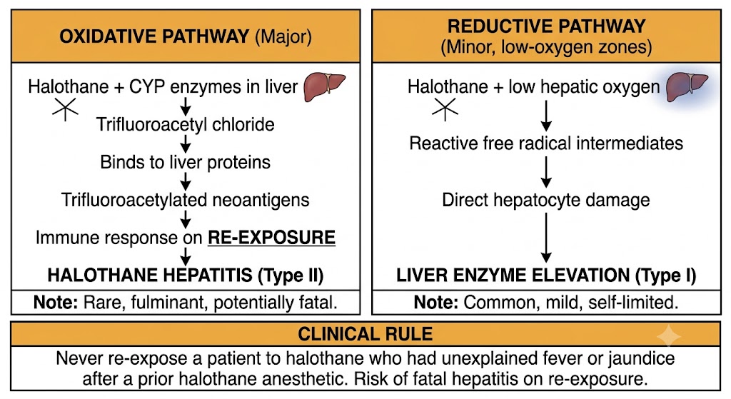 Two-panel diagram of halothane hepatotoxicity mechanisms: left panel shows the oxidative pathway producing trifluoroacetyl chloride that binds to liver proteins creating trifluoroacetylated neoantigens, triggering immune-mediated Type II halothane hepatitis on re-exposure; right panel shows the reductive pathway producing reactive free radicals causing direct hepatocyte damage and Type I liver enzyme elevation. A shared clinical rule box below states never to re-expose a patient with prior unexplained fever or jaundice after halothane anesthesia.
