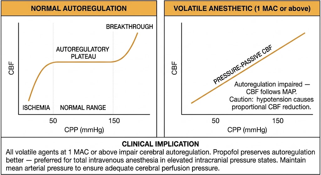 Two-panel diagram of cerebral autoregulation. Left panel shows the normal autoregulation curve with a flat plateau between 50 and 150 mmHg cerebral perfusion pressure, with ischemia below 50 mmHg and breakthrough above 150 mmHg. Right panel shows the pressure-passive linear relationship under volatile anesthetic at 1 MAC or above, where cerebral blood flow follows mean arterial pressure directly. A shared clinical implication box states that propofol preserves autoregulation better and is preferred for total intravenous anesthesia in elevated intracranial pressure states.