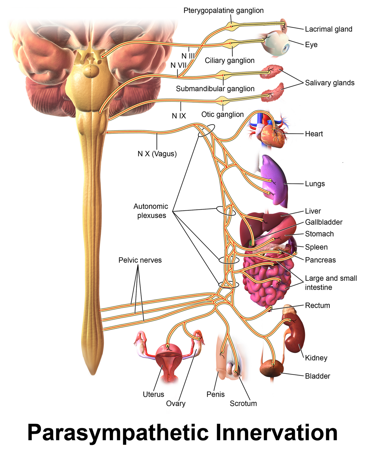 Diagram of parasympathetic innervation showing cranial nerve outflow via oculomotor, facial, glossopharyngeal, and vagus nerves with terminal ganglia near target organs, and sacral outflow via pelvic nerves to bladder, reproductive organs, and rectum.