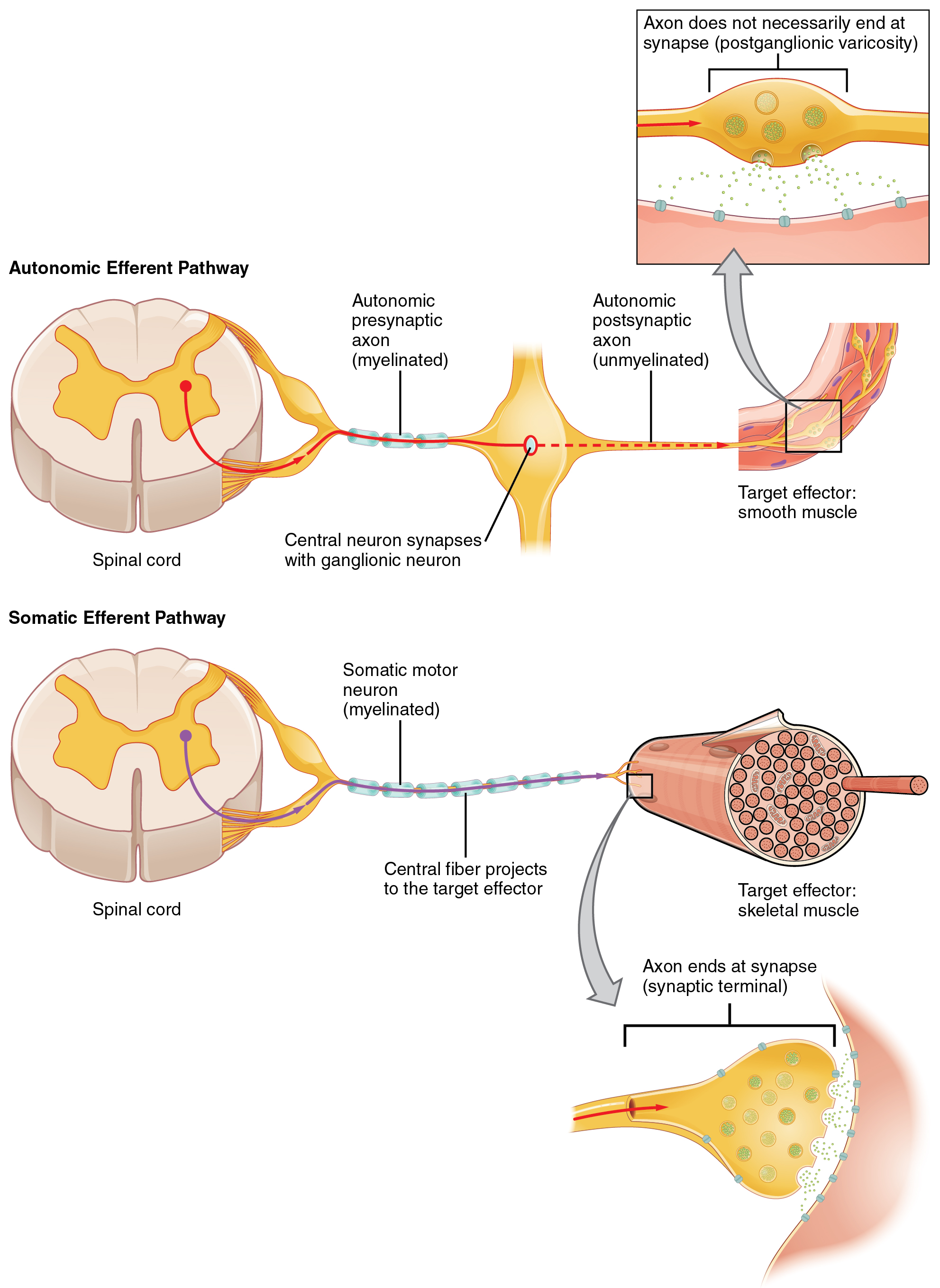 Diagram comparing the two-neuron autonomic efferent pathway (myelinated preganglionic axon synapsing onto a ganglionic neuron, then unmyelinated postganglionic axon ending at smooth muscle via varicosities) with the single-neuron somatic efferent pathway (myelinated motor neuron projecting directly to skeletal muscle at a synaptic terminal).