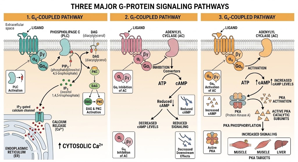Three major G-protein signaling pathways: Gq coupled to phospholipase C and calcium release, Gi coupled to adenylyl cyclase inhibition and reduced cyclic AMP, and Gs coupled to adenylyl cyclase activation and increased cyclic AMP with protein kinase A activation.
