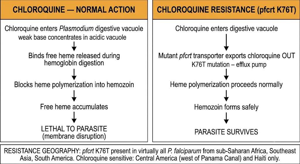 Two-panel diagram comparing normal chloroquine action (free heme accumulation causing parasite death) with chloroquine resistance via pfcrt K76T mutation (drug efflux from digestive vacuole), plus resistance geography box.