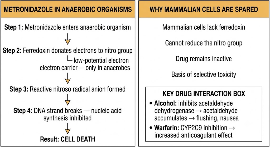 Two-panel diagram showing metronidazole mechanism in anaerobic organisms (ferredoxin reduction generating reactive nitroso radical causing DNA strand breaks) versus why mammalian cells are spared, plus drug interactions with alcohol and warfarin.
