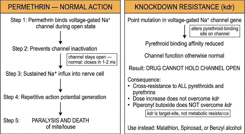 Two-panel diagram showing permethrin normal action (binding voltage-gated sodium channel, preventing inactivation, causing sustained sodium influx and repetitive action potentials leading to paralysis and death) versus knockdown resistance (point mutation reducing pyrethroid binding affinity, with cross-resistance to all pyrethroids and alternatives listed).