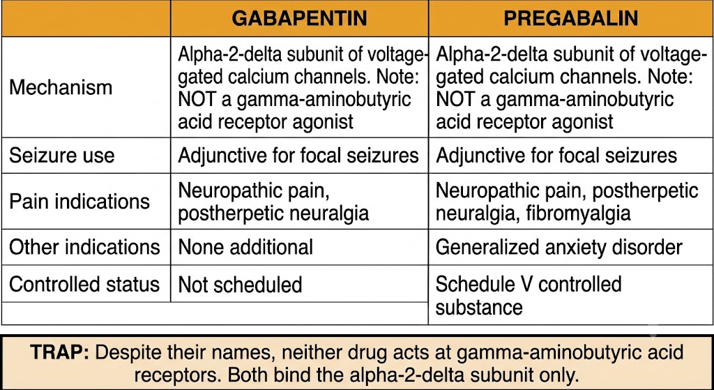 Comparison table of gabapentin and pregabalin across five rows: mechanism (alpha-2-delta subunit, not gamma-aminobutyric acid receptor agonist for both), seizure use (adjunctive focal seizures for both), pain indications (pregabalin additionally covers fibromyalgia), other indications (pregabalin covers generalized anxiety disorder), and controlled status (gabapentin not scheduled, pregabalin Schedule V). Trap note: neither drug acts at gamma-aminobutyric acid receptors.
