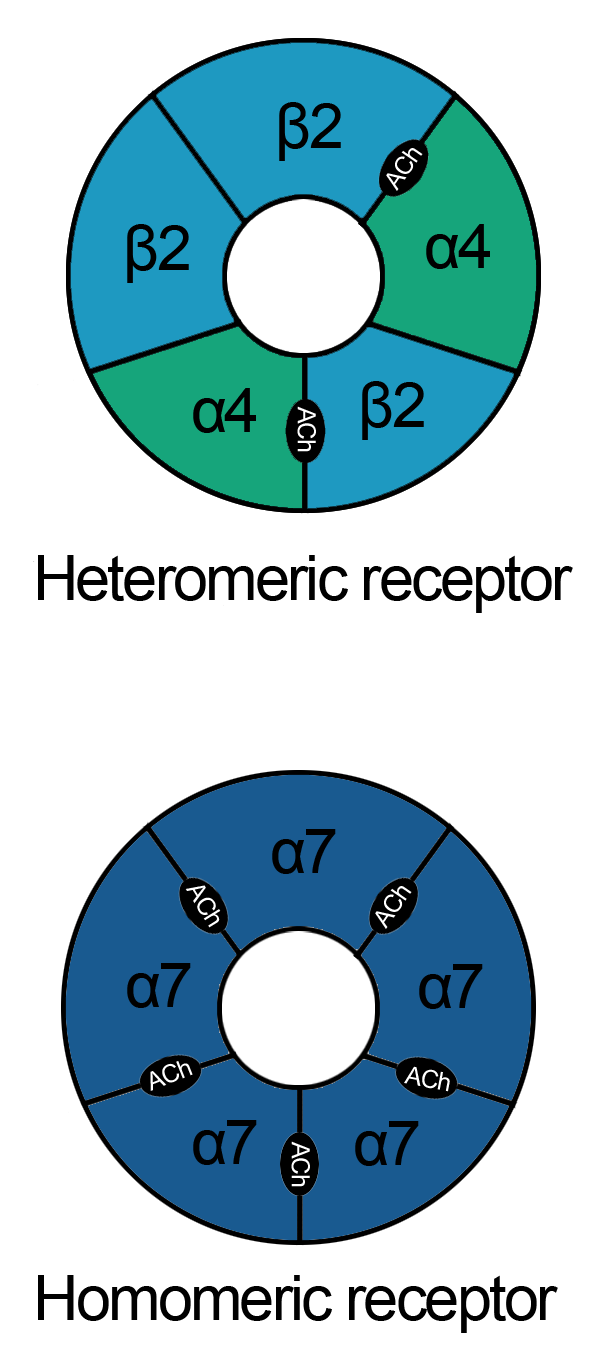 Diagram showing homomeric and heteromeric pentameric nicotinic acetylcholine receptor structures with subunit arrangements and central ion channel pore.