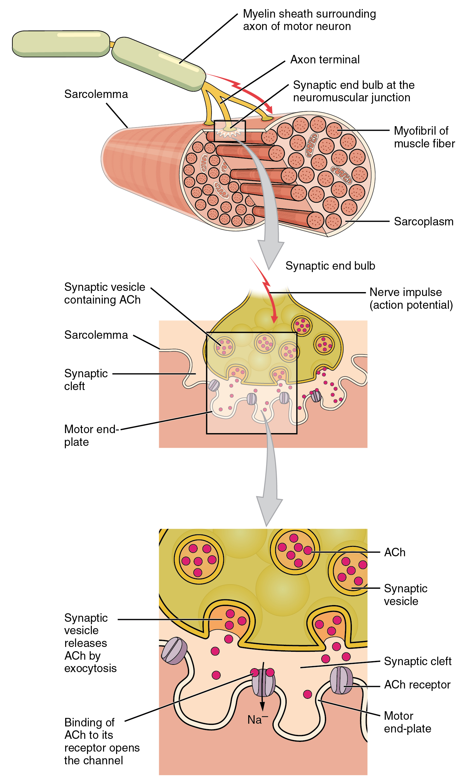 Labeled diagram of the motor end plate showing the axon terminal, synaptic cleft, acetylcholine vesicles, and nicotinic receptors on the muscle fiber membrane