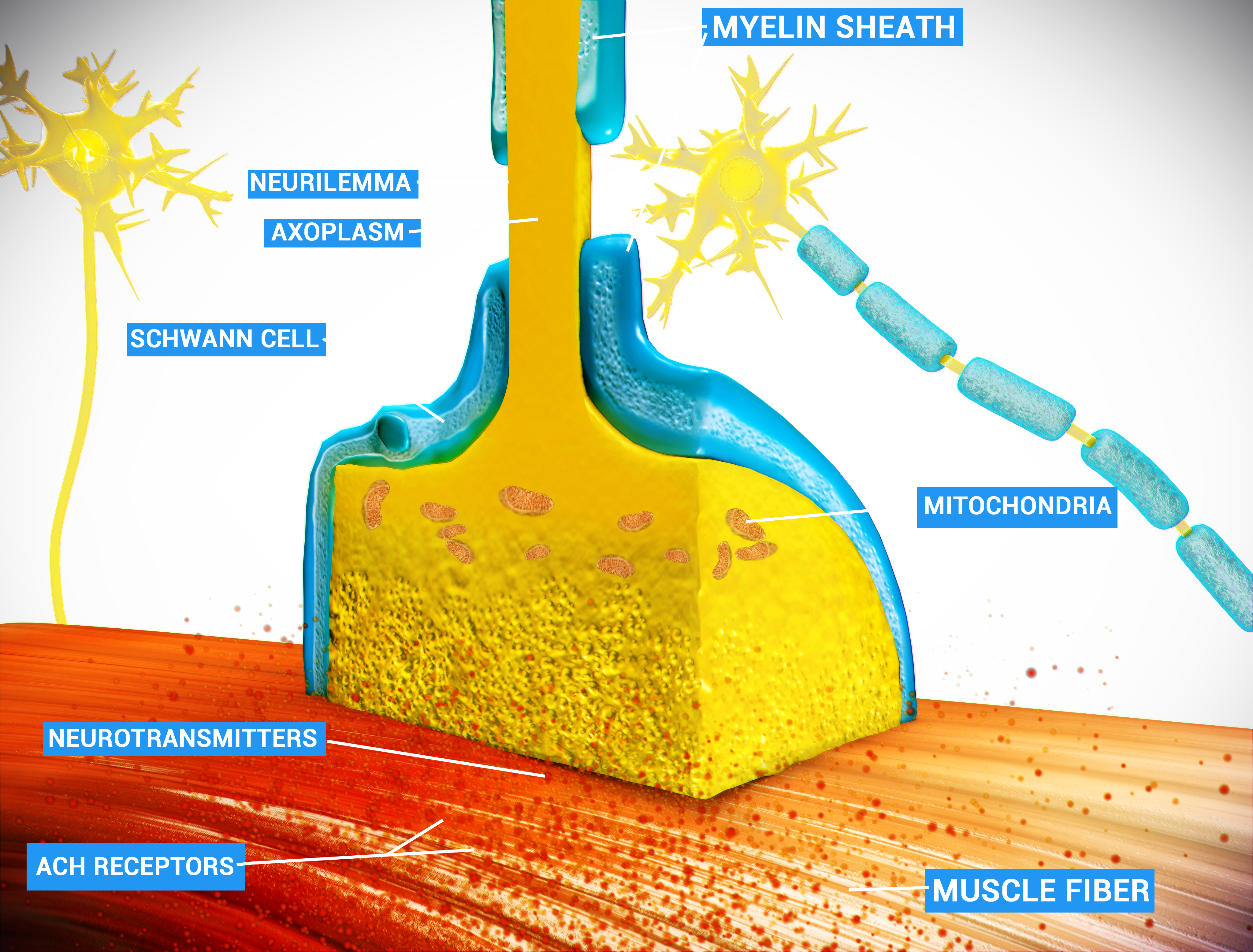 Educational diagram of the neuromuscular junction showing the motor nerve terminal, synaptic vesicles, synaptic cleft, and postsynaptic nicotinic receptors on the muscle fiber