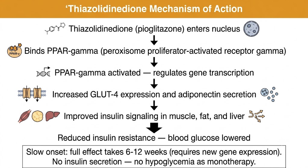 Flow diagram showing thiazolidinedione mechanism: drug enters nucleus, binds PPAR-gamma, activates gene transcription, increases GLUT-4 expression and adiponectin secretion, improves insulin signaling in muscle, fat, and liver, reducing insulin resistance and lowering blood glucose. Note box states slow onset of 6 to 12 weeks and no hypoglycemia risk as monotherapy.