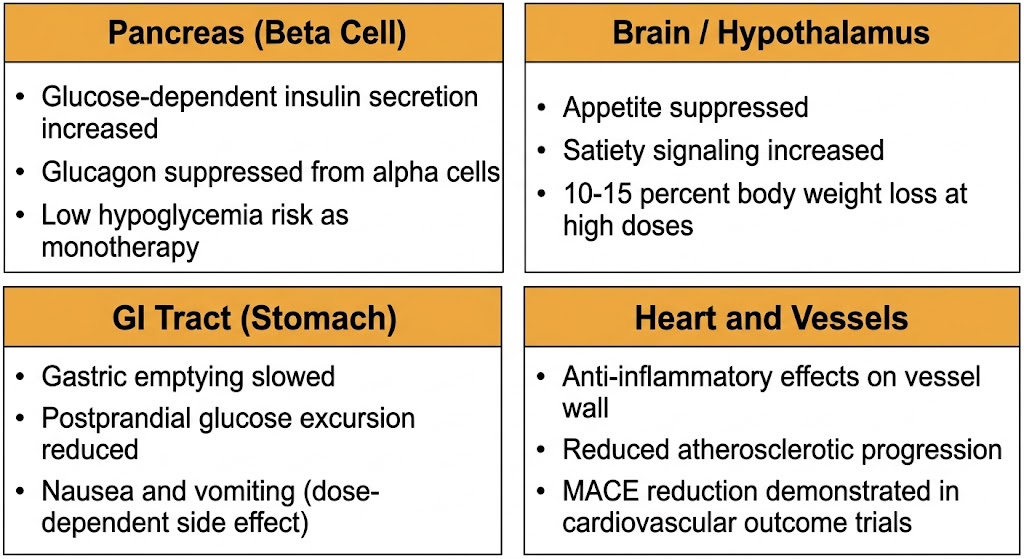 Four-panel diagram showing multi-organ effects of GLP-1 receptor agonists: pancreas (glucose-dependent insulin secretion increased, glucagon suppressed, low hypoglycemia risk), brain and hypothalamus (appetite suppressed, satiety signaling increased, 10 to 15 percent body weight loss at high doses), GI tract (gastric emptying slowed, postprandial glucose excursion reduced, nausea and vomiting dose-dependent), and heart and vessels (anti-inflammatory effects, reduced atherosclerotic progression, MACE reduction in cardiovascular outcome trials).