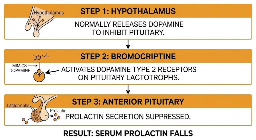 Flow diagram showing bromocriptine activating dopamine type 2 receptors on anterior pituitary lactotrophs to suppress prolactin secretion, mimicking the normal hypothalamic dopamine pathway.