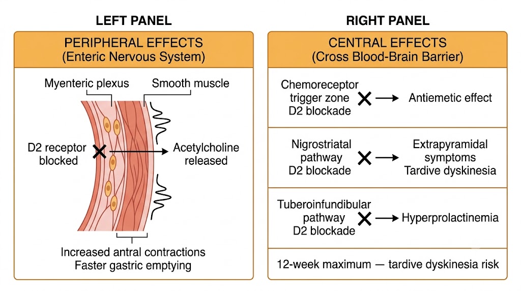 Two-panel diagram contrasting the peripheral enteric nervous system effects of metoclopramide with its central nervous system dopamine D2 receptor blockade effects