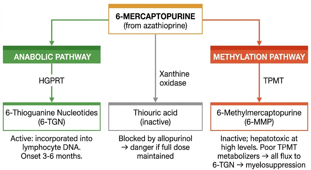 Flow diagram showing the three competing metabolic pathways of 6-mercaptopurine: the anabolic thioguanine nucleotide pathway, the xanthine oxidase catabolic pathway, and the thiopurine methyltransferase methylation pathway