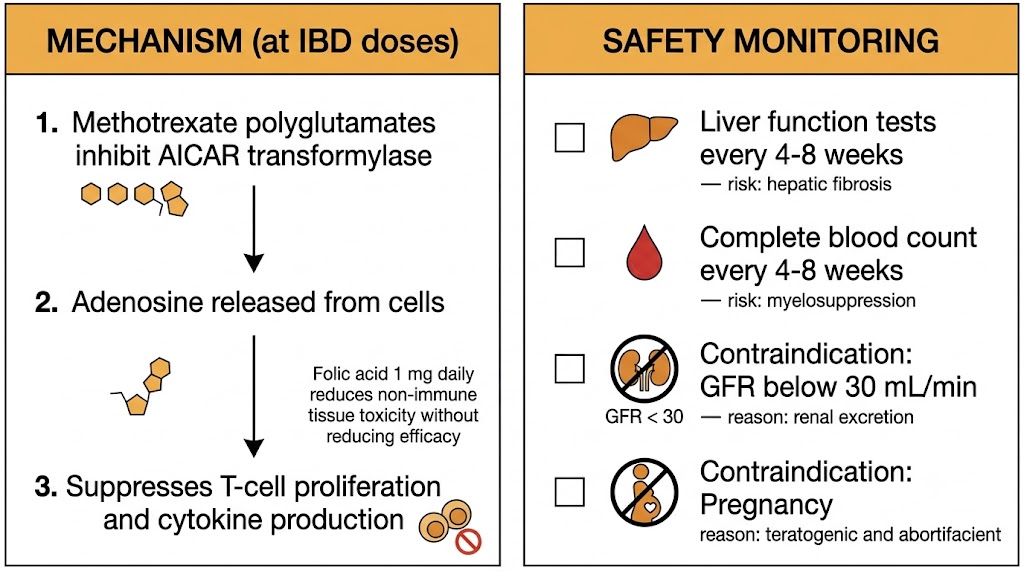Two-panel summary diagram showing methotrexate mechanism of action and safety monitoring requirements in inflammatory bowel disease