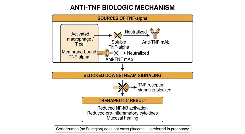 Diagram showing how anti-tumor necrosis factor monoclonal antibodies neutralize soluble and membrane-bound TNF-alpha to interrupt the inflammatory cascade in the gut mucosa