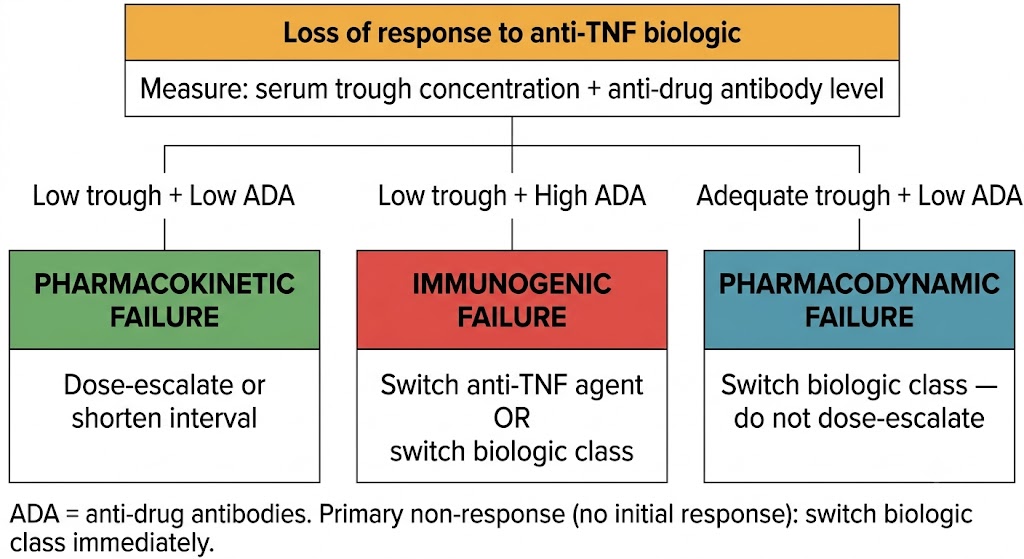 Three-branch decision tree for managing loss of response to anti-TNF biologic therapy based on serum trough concentration and anti-drug antibody levels