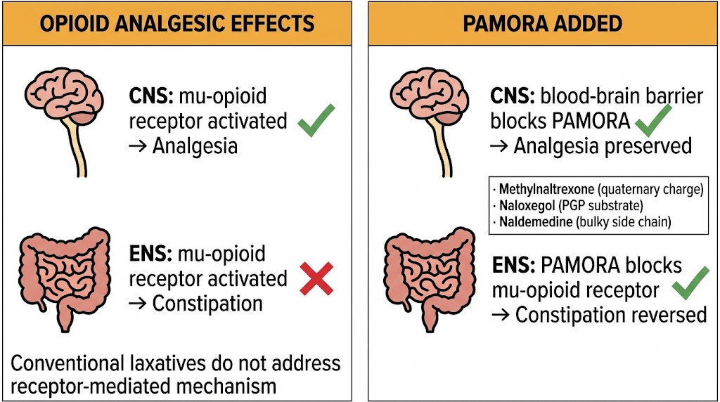 Two-panel diagram contrasting standard opioid analgesic effects on central nervous system and gastrointestinal motility with the peripheral selectivity of PAMORAs