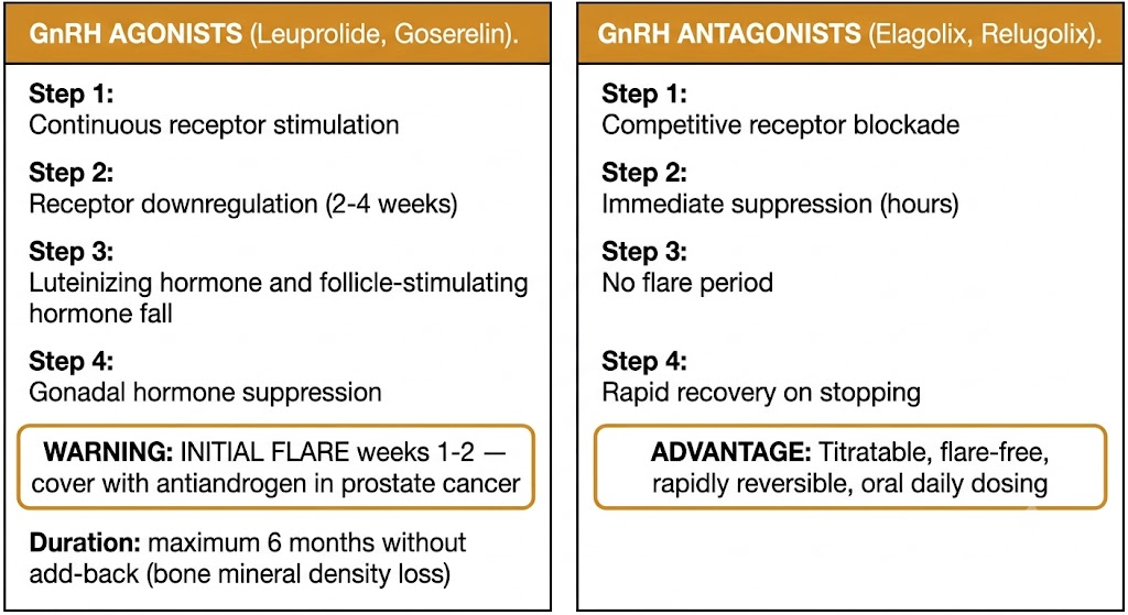 Two-panel diagram comparing GnRH agonists (leuprolide, goserelin) showing continuous stimulation leading to receptor downregulation over 2-4 weeks with initial flare warning and 6-month duration limit, versus GnRH antagonists (elagolix, relugolix) showing competitive receptor blockade with immediate suppression, no flare, and rapid reversibility.