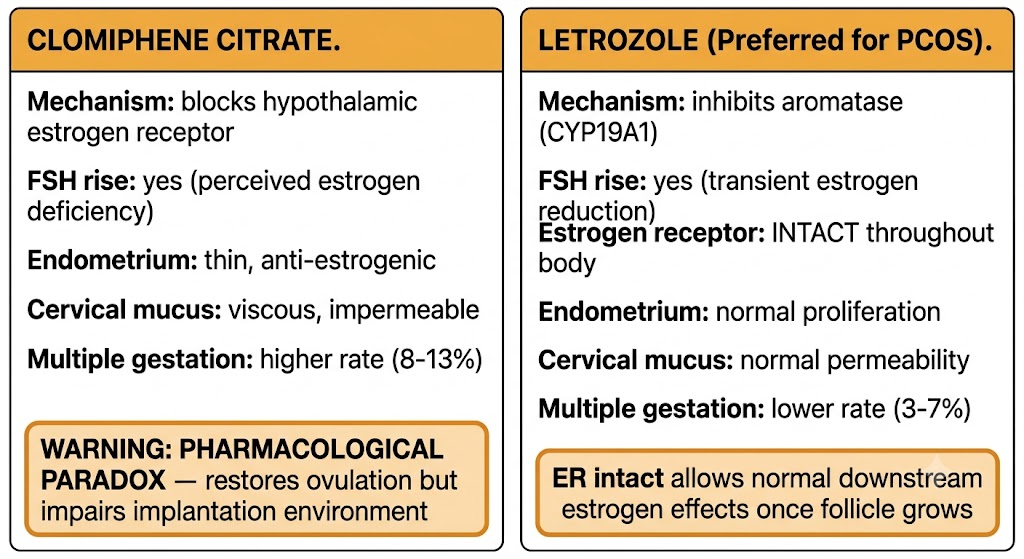 Two-panel comparison of clomiphene citrate (blocks hypothalamic estrogen receptor, FSH rise, thin anti-estrogenic endometrium, viscous cervical mucus, higher multiple gestation rate, pharmacological paradox callout) versus letrozole preferred for PCOS (inhibits aromatase CYP19A1, FSH rise, estrogen receptor intact, normal endometrium and cervical mucus, lower multiple gestation rate).