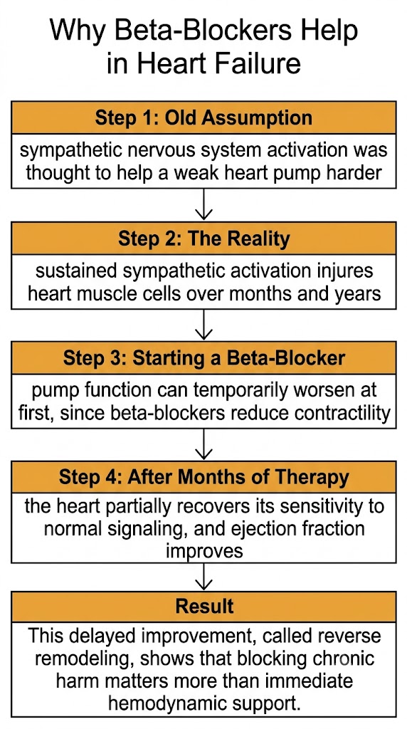 A vertical flow diagram showing how beta-blockers can transiently worsen heart pumping when first started, but improve ejection fraction over months by blocking the chronic harm of sustained sympathetic nervous system activation.