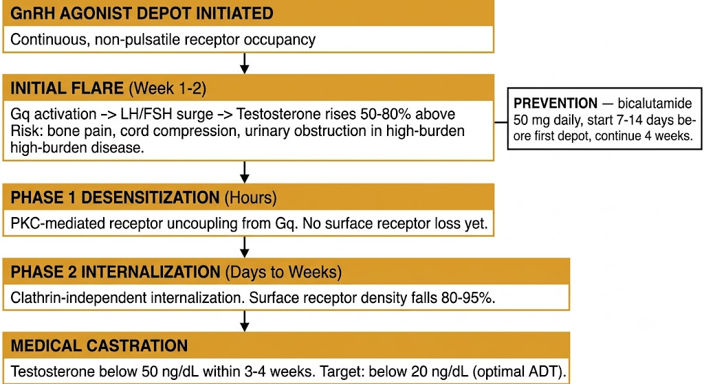 Flow diagram showing the two-phase mechanism by which a GnRH agonist depot produces medical castration after an initial testosterone flare, with bicalutamide flare prevention protocol.