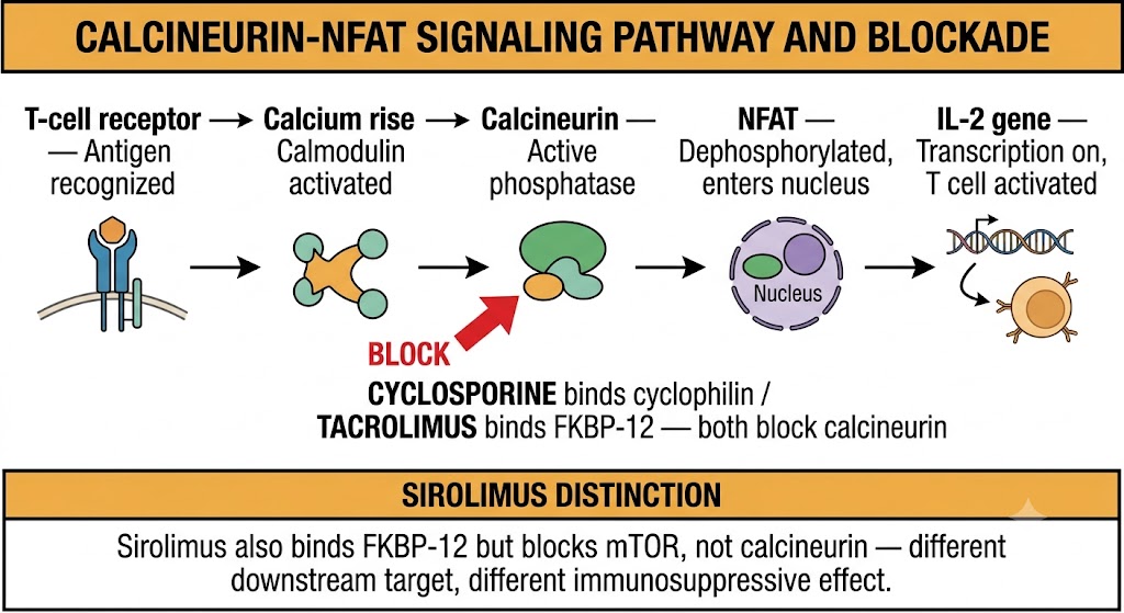 Flow diagram showing the calcineurin-NFAT signaling pathway from T-cell receptor activation through calcium rise, calcineurin activation, NFAT dephosphorylation, and IL-2 gene transcription, with a block arrow at calcineurin showing that cyclosporine binding cyclophilin and tacrolimus binding FKBP-12 both inhibit calcineurin, plus a rule box distinguishing sirolimus as an FKBP-12 binder that blocks mTOR rather than calcineurin.