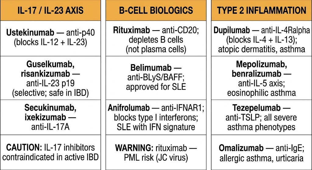Three-panel comparison diagram showing: left panel IL-17/IL-23 axis biologics including ustekinumab (anti-p40), guselkumab and risankizumab (anti-IL-23 p19, safe in IBD), secukinumab and ixekizumab (anti-IL-17A) with caution that IL-17 inhibitors are contraindicated in active IBD; center panel B-cell biologics including rituximab (anti-CD20, PML risk), belimumab (anti-BLyS/BAFF for SLE), and anifrolumab (anti-IFNAR1 for SLE with interferon signature); right panel type 2 inflammation biologics including dupilumab (anti-IL-4Ralpha), mepolizumab and benralizumab (anti-IL-5 axis), tezepelumab (anti-TSLP), and omalizumab (anti-IgE).