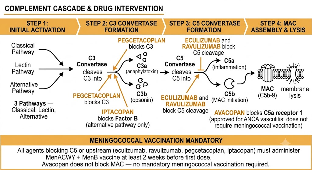 Flow diagram of the complement cascade showing four steps: Step 1 (three activation pathways — classical, lectin, alternative), Step 2 (C3 convertase cleaving C3 into C3a anaphylatoxin and C3b opsonin, with pegcetacoplan blocking C3 and iptacopan blocking factor B of the alternative pathway), Step 3 (C5 convertase cleaving C5 into C5a driving inflammation and C5b initiating MAC assembly, with eculizumab and ravulizumab blocking C5 cleavage, and avacopan blocking C5a receptor 1 for ANCA vasculitis without requiring meningococcal vaccination), and Step 4 (MAC C5b-9 causing membrane lysis), with a meningococcal vaccination mandatory warning box below stating all agents blocking C5 or upstream require MenACWY plus MenB vaccine at least two weeks before first dose while avacopan does not block MAC and does not require mandatory meningococcal vaccination.