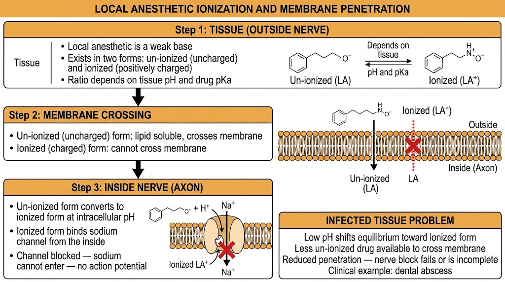 Three-step flow diagram showing un-ionized local anesthetic crossing the nerve membrane, converting to ionized form inside the axon, and binding the sodium channel from the intracellular side, with an Infected Tissue Problem box showing how low pH impairs membrane penetration.