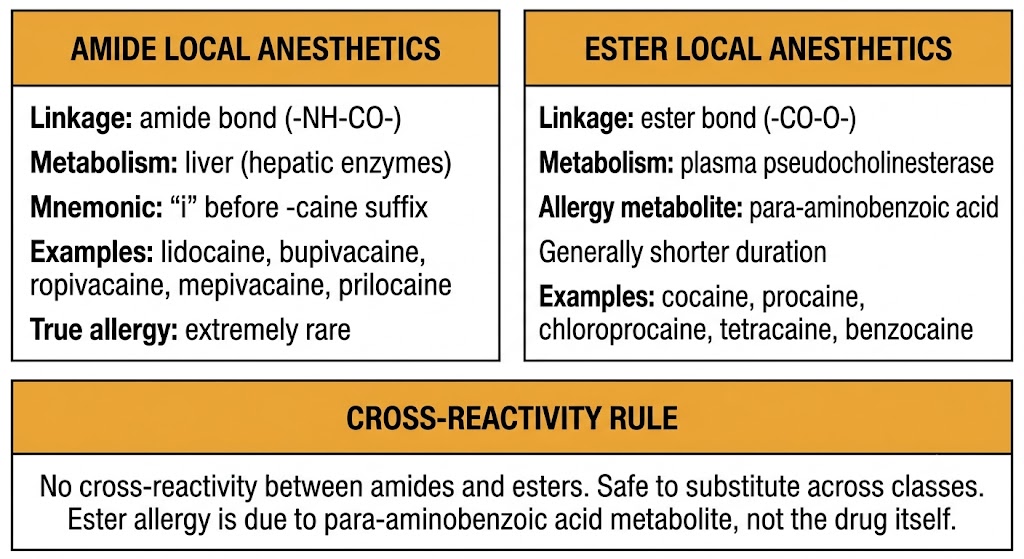 Two-panel diagram comparing amide local anesthetics (amide bond, hepatic metabolism, i-before-caine mnemonic) with ester local anesthetics (ester bond, plasma pseudocholinesterase metabolism, para-aminobenzoic acid allergy metabolite), with a shared Cross-Reactivity Rule box below.